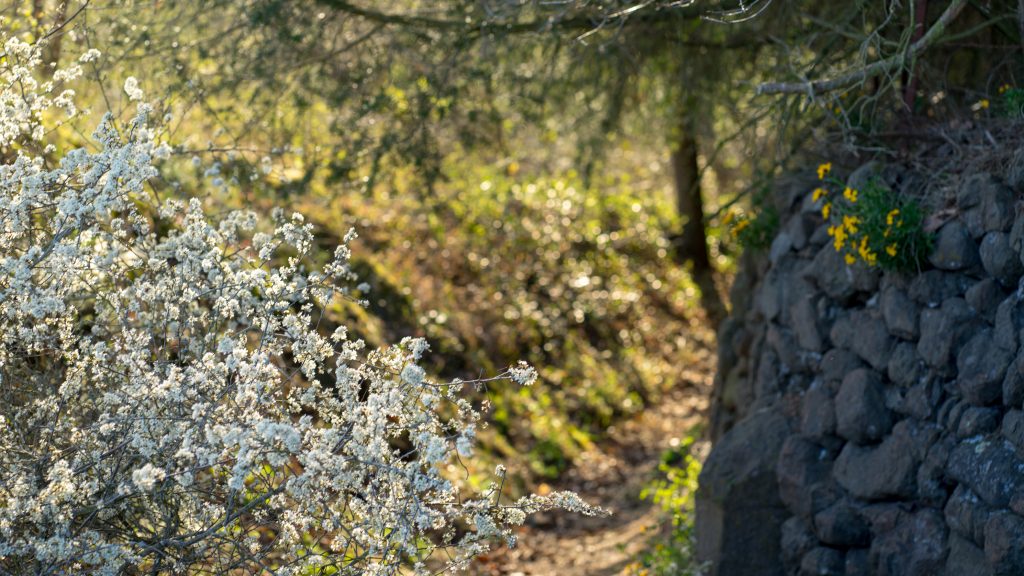 Wanderweg in Martinstein