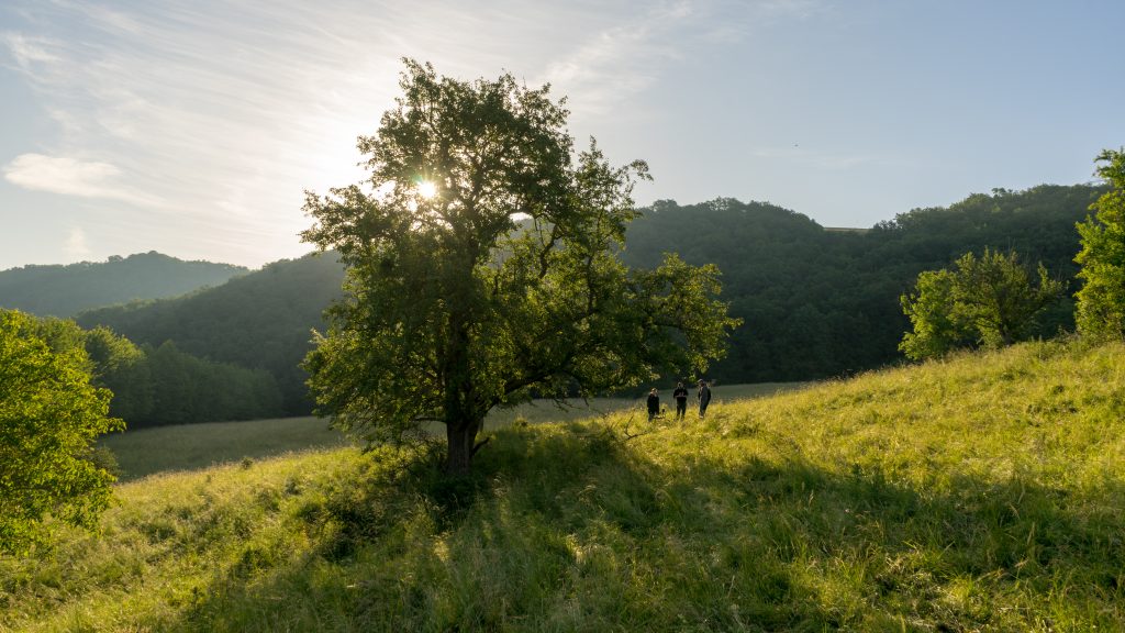 Obstbaum im Morgenlicht