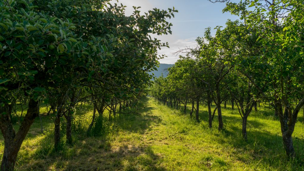 Apfelbäume
