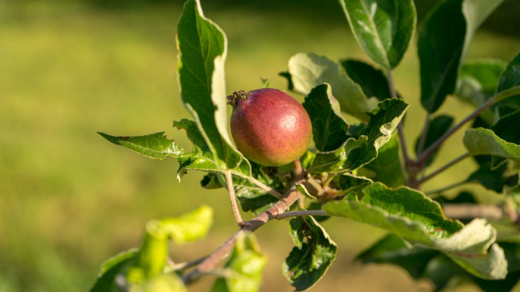 Ein junger Apfel