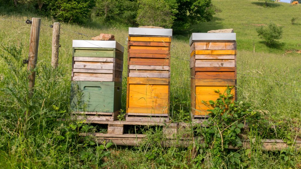 Bienenstock