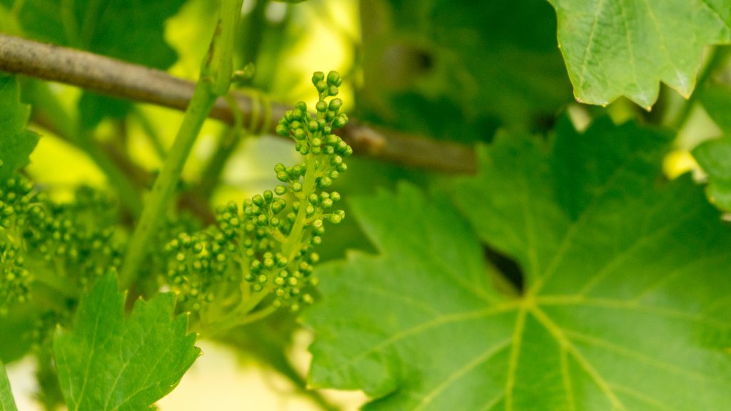 Wein