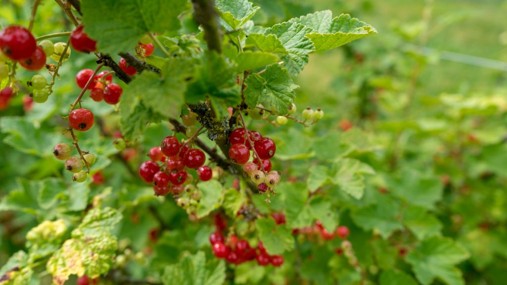 Johannisbeeren